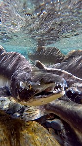 801K views · 31K reactions | A bears  perspective of the Alaska salmon run since they like to putt their head under water to see where the next meal is at  | John Derting | Facebook