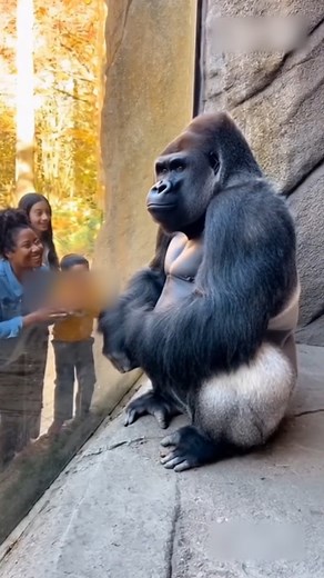 Curious Gorilla Presses Face Against the Glass🦍🌞💖 #fblifestyle #naturevibes #gorillas | Gorilla III
