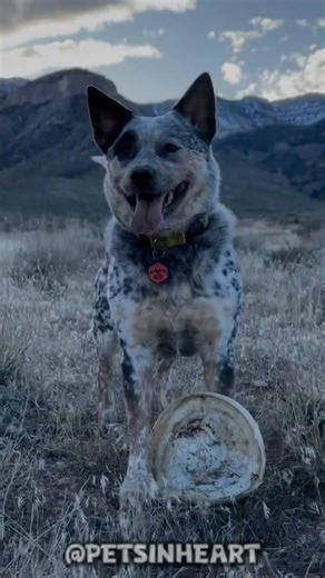 BLUE Heeler is Energy That You CANNOT Control 👀🐕 #dog #shorts