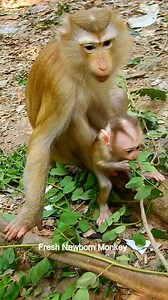 Baby monkey wanna climb up tree, DSCN1007 | Fresh Newborn Monkey | Facebook