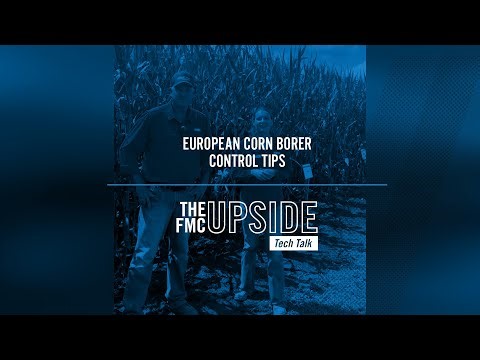 European Corn Borer Control Tips