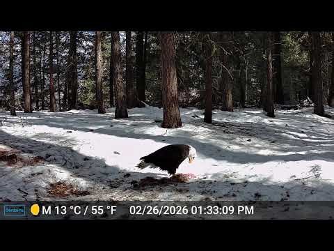 coyote food chain