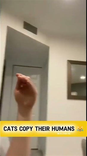 This cat copies its owner 100% 😭🔥