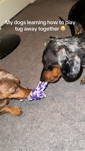 They’re my sweetest girls. Even when they look evil while playing 😭💕 - #dauchshund #funnydog #dappledoxie