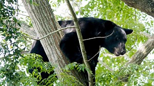'It was at least a 200-pound bear': Woman in hunting stand has scary encounter with bear