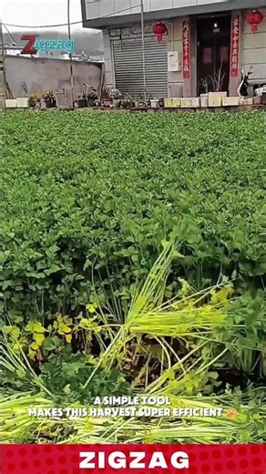 Farmers Harvest Entire Fields of Leafy Greens with This Simple Tool