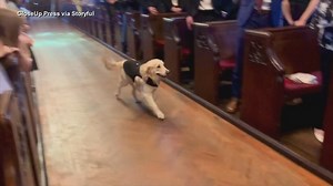 Golden retriever steals spotlight as wedding ring bearer