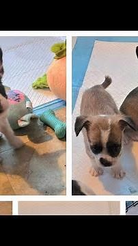 Frenchie/Shih Tzu puppies rescued! Adoptable 10/6