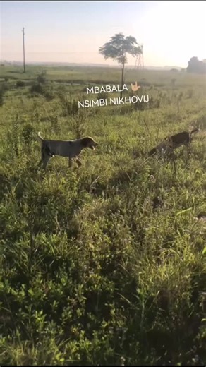 I KHISHWE ILANGA NKABI YAMI BUYO ZAMA 🤣🤣30 NAMUHLA #maskanditrendingsong