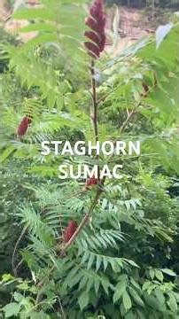 STAGHORN SUMAC 🌿