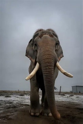 Shocking Elephant Attack: Unbelievable Footage Caught on Camera