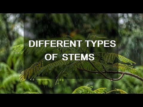 Different types of Stems - Montessori Botany