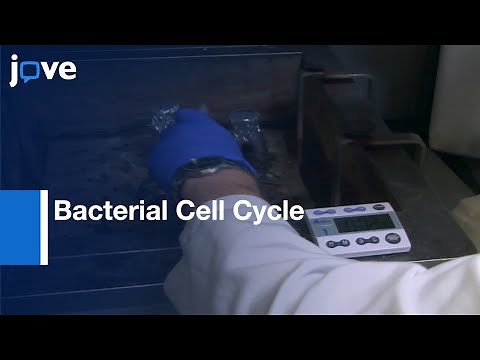 Synchronization: Caulobacter Crescentus For Investigation Of Bacterial Cell Cycle l Protocol Preview