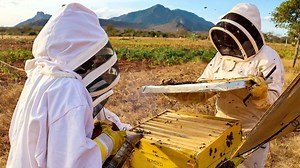 Elephants hate bees – here's why that's good news for Kenyan farmers