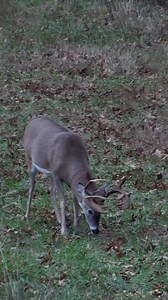 The infamous ‘Cactus Jack’! Could you keep your calm with this guy walking towards you?! 🦌 | Midwest Maniac Outdoors