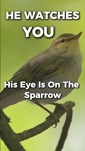 If God Watches the Sparrow… He Watches You Too