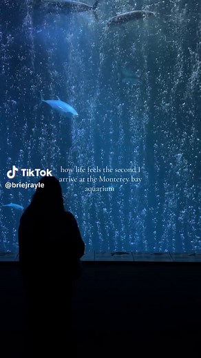Exploring Monterey Bay Aquarium: A Pre-Crowd Visit