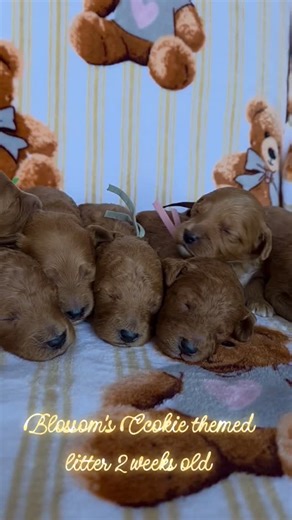 Cottage Country Cockapoos & Bernedoodles on Instagram: "Stunning red and apricot cockapoo puppies 🍪🍪🍪. Blossom’s litter is 2 weeks old today! Babies are going home on Valentines Day! Who is looking for a little love ❤️…. Deposits are open ☑️…. Come meet the babies at our Open House January 17th. Message Lori 705-571-1462 @cottage_country_cockapoos"