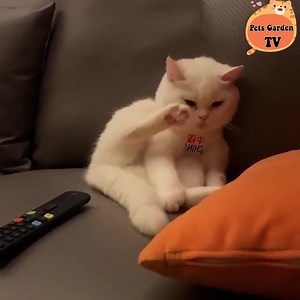 7.9K views · 550 reactions | Grumpy but still cute  | Cats Cute | Facebook