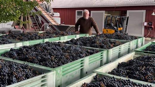 Making (Red) Wine at Frog's Leap