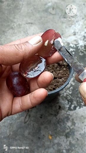 Will I Get Seedless Grapes from Seeds? #shorts #grape #grapes