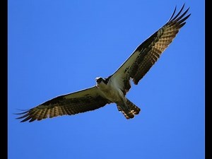 Canon Extender EF 1.4x III with Canon 100-400mm EF L IS lens