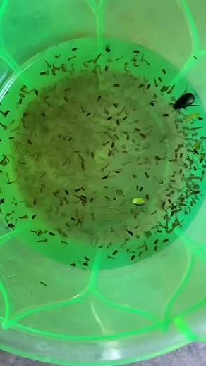 Mosquito larva is one of the best live foods for guppy fish! 🐠 Watch how to feed mosquito larvae to your fish and keep them healthy and actively 🥰Perfect for guppy, betta, and other small fish lovers!🤩💯 . Follow me for more ❤️ . #shortsvideo #fishshorts #livefoodforfish #guppyfish #bettafish #aquariumfish #mosquitolarva #fishfeeding #aquariumshorts #fishlovers #fishtanklife #fishcaretips #guppycare #livefoodchallenge #fishvideo #feedingtime #viralshorts | Loading The Hobbiest