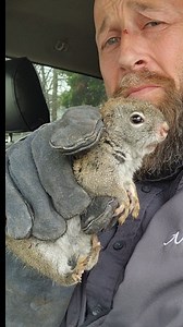 869K views · 14K reactions | Angry red squirrel | Ace Humane Wildlife Removal & Pest Control | Facebook