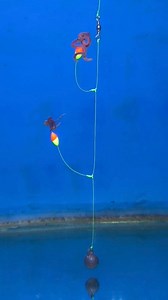 1.6M views · 6.6K reactions | Bottom Fishing Rig Using Floats #fishing #mancing #fyp #tutorial #pengikut #semuaorang #sorotan #viral | Agus Subarna | Facebook