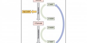Perbedaan Respirasi Aerob dan Fermentasi