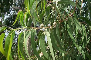 Eucalyptus globulus - Alchetron, The Free Social Encyclopedia