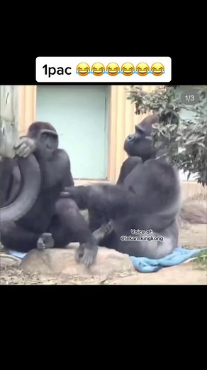 Gorillas Playing: Fun Moments in Their Sanctuary
