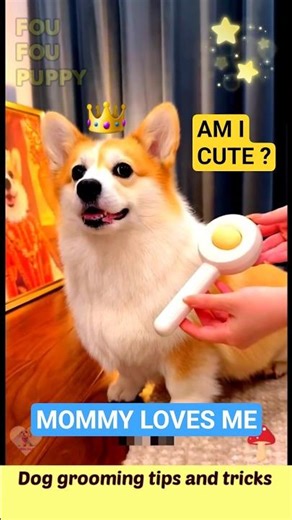 चिंटू के लिए मम्मी क्या लेकर आयीं 🥳 Cute Dogs Grooming Tips And Tricks 🐶 #dogcare