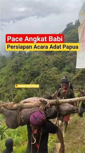 Pace Bawa Babi Besar Kali ‼️