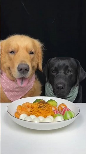 "Golden & Lab Try Eggs for the First Time 🤤 | Cutest Pet Mukbang Ever"