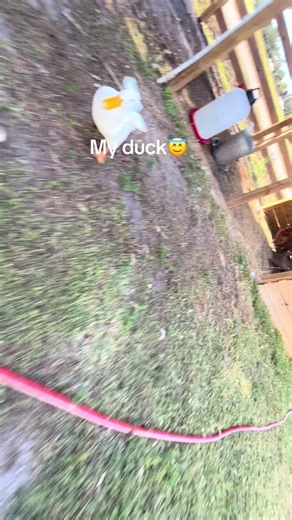 the backyard flock🐓🐤 (@the.backyard.floc)’s videos with Western Music: Arizona Dreaming - Piero Piccioni