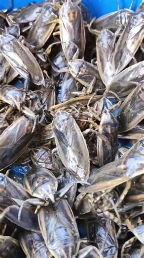 Water beetles can be raised, but... how do you make them grow and survive? #waterbeetles #HugDong...