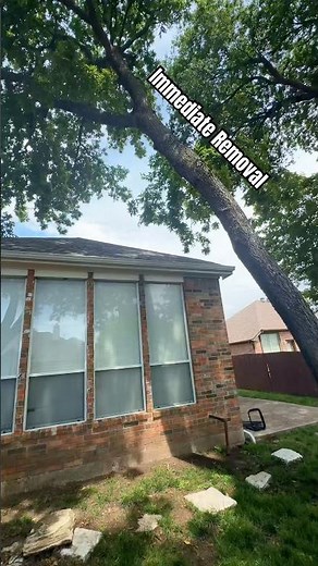 FUNGUS Means DANGER… $2,500 Tree Removal! Must Come Down!#treerisk #leaningtree #treecutting #tree