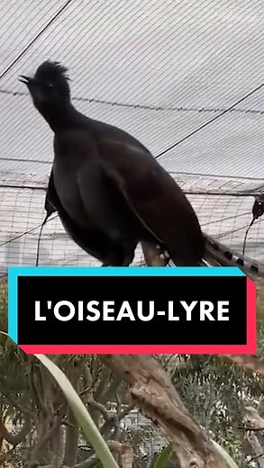 Il imite la tronçonneuse, une alarme de voiture ou encore un appareil photo ! L'incroyable oiseau-lyre #mystère #étrange #animal #nature #oiseau #insolite | Yann Oubatche