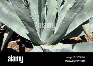 A close-up of an agave plant, beautifully showcasing its unique structure and vibrant green hues Stock Video Footage - Alamy