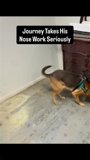 Yesterday Journey and I competed in a Nose Work 2 trial. We didn't move up to Nose Work 3 like I had hoped. He couldn't find one of the hides on the most difficult search of the day. But he got first place in his Vehicle search which was great! Overall he did great and I was really happy with his hard work. Here are some clips of his indications. He got a lot of compliments on his nose feeze indication when he locates the hide. I will post some more this week. #dogtraining #dogsoflongisland #dog