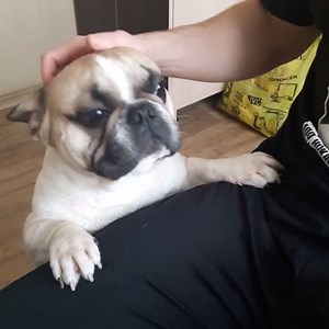 French bulldog begging for head scratch. | BuzzSharer French Bulldogs