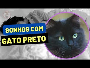 Sonhar com Gato Preto ( vários significados rápidos )