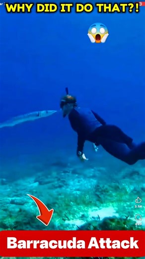 Barracuda Attack! Don’t Wear Shiny Things Underwater 😱🐟 #floridafishing #fishing