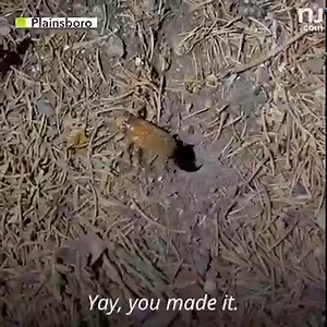 People are going crazy for Brood X cicadas! 😝 Are you bugging out over cicadas, or do they just bug you? http://nj-ne.ws/vybwntZ | NJ.com