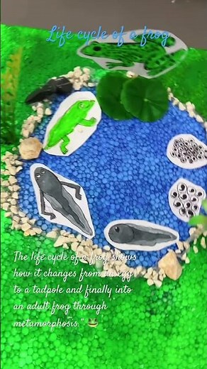 School project life cycle of a frog #school #schoolproject #lifecycleofafrog #ecoschool #diy
