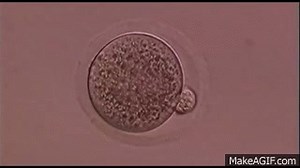 Cell Division Video (Zygote) on Make a GIF