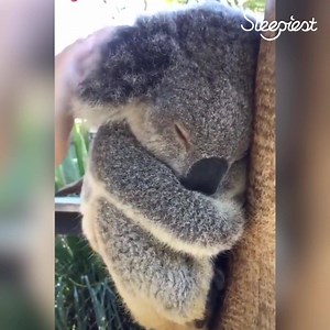 198K views · 757 reactions | Name something cuter than a sleeping Koala?! I'll wait...  | Sleepiest | Facebook