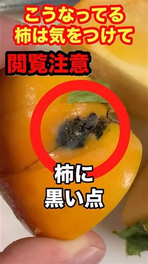 市場には出回らないと思うけどこんな黒い点があったらそれは、、、。 #農業 #害虫 #shorts