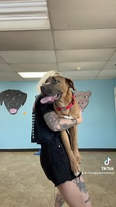 Is Menards robbing... a Menards?!?! Meet your new favorite partner in crime (or cuddles, or laps around the backyard). Menards is full of energy for whatever adventure you want to get into. He’s growing into his full, rambunctious personality excellently as he’s only 6 months old right now! Pick up this big guy at CCR for foster or forever home. #chicagorescuedogs #chicago #johnnycash #leavenodogbehind | Chicago Canine Rescue